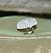 GREEN FABWOOD Twisty Pins for Upholstery, Slipcovers and Bedskirts 50/pkg