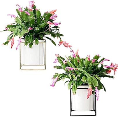 Amazon 2パックモダンウォールプランターメタルワイヤー四辺形デザイン壁に取り付けられた棚セラミックフラワーポットエアプラントコンテナー吊り花瓶デスクトップ多肉植物プランター 白い 鉢