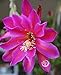 1 cuttings Purple Pink epiphyllum rare hanging basket cacti gift Orchid