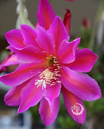 1 cuttings Purple Pink epiphyllum rare hanging basket cacti gift Orchid