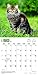 Maine Coon Cats 2017 Square