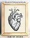 Anatomical Heart - 11x14 Unframed Anatomy Wall Art Print - Vintage Anatomy Poster For Doctors, Nurses, Medical Students and Healthcare Professionals - Great Heart Poster