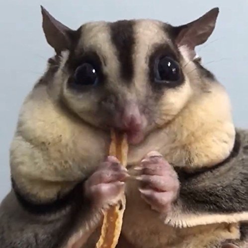 Polar Bear's Pet Shop 1 Pcs Fish Flavor Sugar Glider Hamster Squirrel Chinchillas Small Animals Sandwich Snacks and Food (20g) - Thumbnail 5
