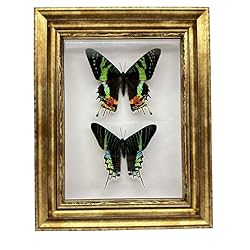 Real Framed Butterfly Moth Specimens，Various Moth