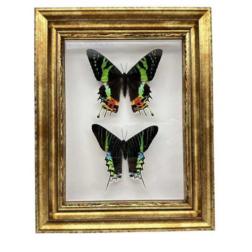 Real Framed Butterfly Moth Specimens，Various Moth