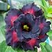 Adenium Obesum Desert Roses Rare www TRIPLE-BLACK-EAGLE-us