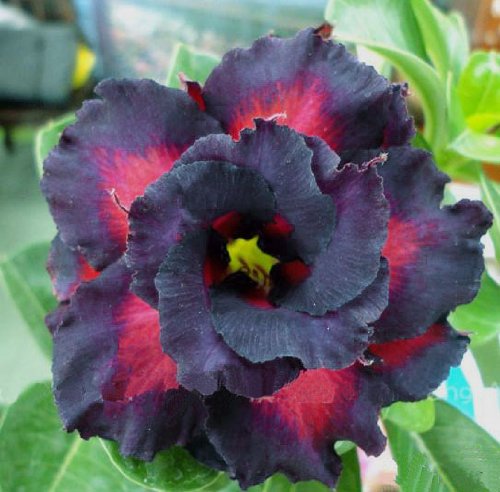 Adenium Obesum Desert Roses Rare www TRIPLE-BLACK-EAGLE-us