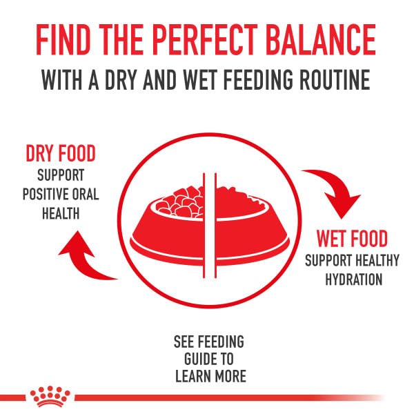ROYAL CANIN BREED HEALTH NUTRITION CHIHUAHUA ADULT LOAF IN SAUCE WET DOG FOOD, 3 OZ CAN (4-PACK)