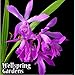 Ground Orchid - Bletilla Striata Big Bob Zone 5 VERY HARDY LIVE PLANT