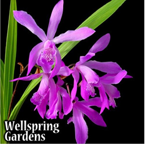 Ground Orchid - Bletilla Striata Big Bob Zone 5 VERY HARDY LIVE PLANT Ground Orchid - Bletilla Striata Big Bob Zone 5 VERY HARDY LIVE PLANT