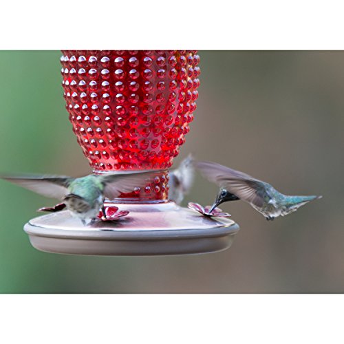 Perky-Pet Red Hobnail Vintage Glass Hummingbird Feeder 8130-2