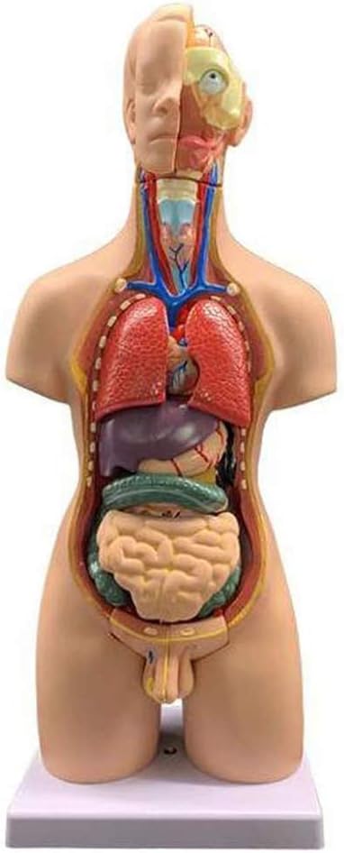 Chengl 55cm Unisex Human Torso Body Model Anatomy Anatomical Internal Organs For Teaching Detachable 19 Parts For Medical Anatomy Educational Teaching Tool Industrial Scientific Charts Posters Unimapas Com Br