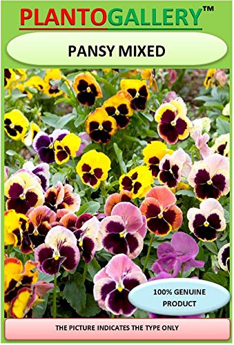 Pansy Mixed Colour Flower F1 Hybrid Seeds Good Germinetion (PLANTOGALLERY).