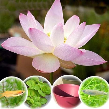 Amazon Co Jp ビオトープ めだか エサ付きハス栽培セット 桃一重蓮 モモヒトエハス ライズ レッドベリー メダカ 他 本州四国限定 休眠株 ペット用品