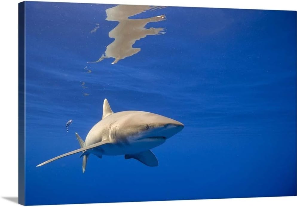 GREATBIGCANVAS Hawaii, Big Island, Underwater View of Oceanic White Tip Shark Canvas Wall Art Print, 48"x32"x1.5"