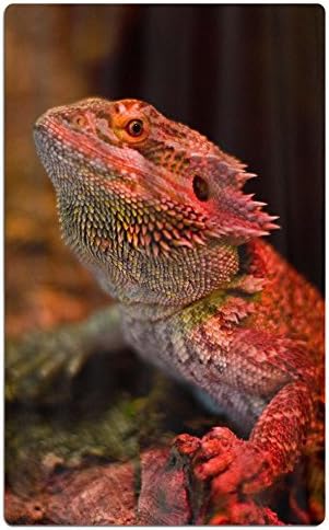 Noi Viviamo Towels Microfiber Beach Towel Red Bearded Dragon Lizards Chameleon Camping Towel Lightweight Fast Dry Towel Large Blanket Mat - Large, Sand-proof Design (31.5in X 51.2in)
