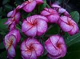 20 Fresh Seeds Plumeria Agave Rare Real Sungwan-tubtim