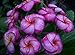 20 Fresh Seeds Plumeria Agave Rare Real Sungwan-tubtim