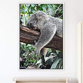 signwin Framed Canvas Wall Art Koala Bear Animals...