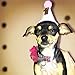 Perktail Glitter Dog First Birthday Cone Hat Mini Doggy Cat Kitty Birthday Party Hats (Pink Gold)