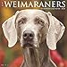 Just Weimaraners 2020 Wall Calendar (Dog Breed Calendar) by 
