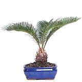 Brussel's Live Sego Palm Indoor Bonsai Tree - 7 Years Old; 8" to 12" Tall with Decorative Container