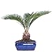 Brussel's Live Sego Palm Indoor Bonsai Tree - 7 Years Old; 8" to 12" Tall with Decorative Container