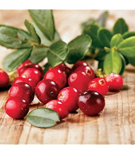 thumbnail image 2 of 20 American Highbush Cranberry Seeds – Viburnum Trilobum, White Flowers & Red Fruit, Perennial Shrub 2 of 3