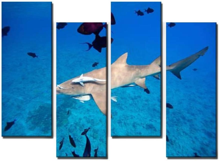 Wocatton Lemon Shark French Polynesia Stock Pictures Royalty Free Photos Wall Art Background Decor Pictures Print On Canvas Art Stretched and Framed Perfect Home Decoration