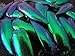 Jewel Beetle Elytra Green Wings Sternocera Aequ Natural Taxidermy Fashion Design- 200 Pcs.
