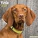 Vizsla Calendar - Dog Breed Calendars - 2019 - 2020 Wall Calendars - 16 Month by Avonside (Multiling by 