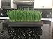 Wheatgrass