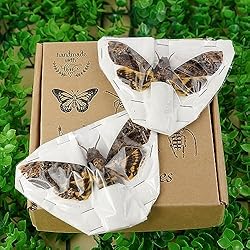 vinatimes Lot of 2 Real Death Head Moth Acherontia