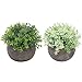 THE BLOOM TIMES 2 Pcs Fake Plants for Bathroom/Home Office Decor, Small Artificial Faux Greenery for House Decorations (Potted Plants)