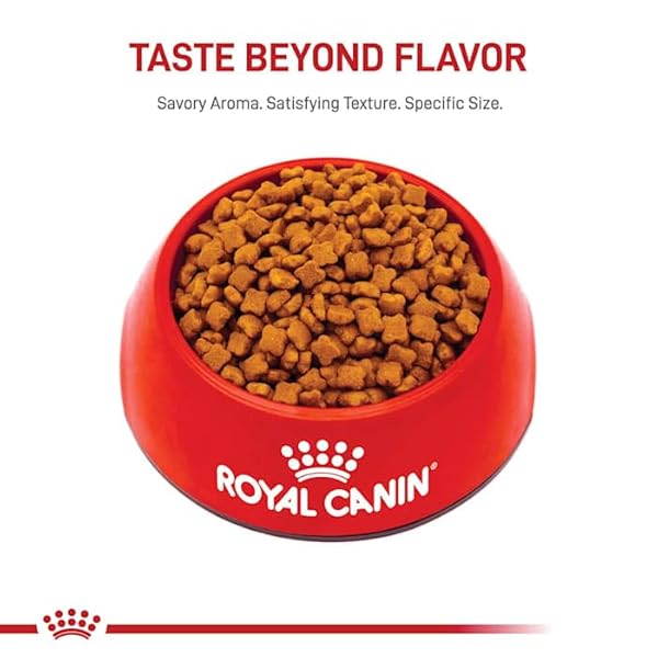 ROYAL CANIN FELINE HEALTH NUTRITION DRY KITTEN FOOD, SUPPORTS DIGESTIVE HEALTH, IMMUNE SUPPORT AND HEALTHY ENERGY, 3 LB BAG