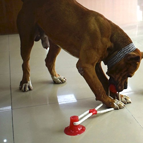 dog toy that suctions to floor