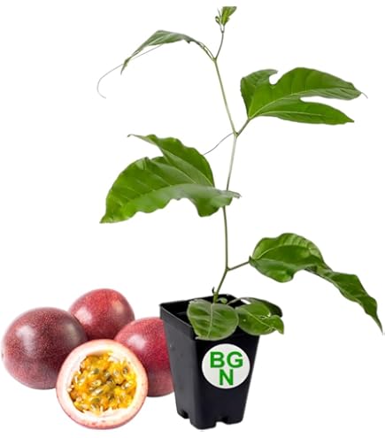Possum Purple Passion Fruit Plants - Self-Fertile Starter