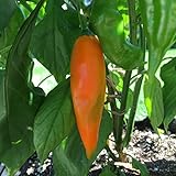 Aji Amarillo Chile Grown in the USA, 20 Seeds