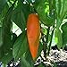 Aji Amarillo Chile Grown in the USA, 20 Seeds