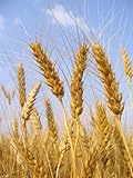 5lb Kansas Wheat, Wheat Seed, Cat Grass, Wheat