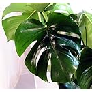 Split Leaf Philodendron 6" Pot - Monstera - Edible Fruit tastes like Pineapple