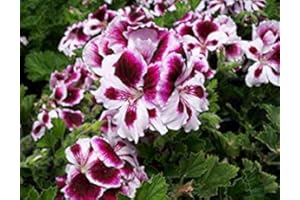 Glamaours 50 Regal Geranium Seeds - My Secret Gardens