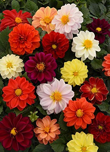 Splendour Seeds  Dahlia Figaro Mix garden flower seeds