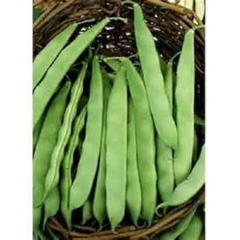 Amazon.com : Heirloom ITALIAN ROMA BUSH Bean 100 SEEDS High Yields ...