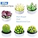 Glarks Cute Tea Lights Tealight Candles, Succulent Cactus for Birthday Party Valentine's Day Wedding Spa Home Decor and DIY Gift, 12Pcs a Pack
