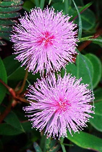 Seeds Mimosa Pudica Sensitive Plant Sleepy Bush Rare Bonsai Powder Puff Seed 100 Seeds