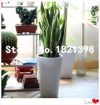 Amazon 緑 義理の種子 安いサンセベリアの種 バルコニーの鉢植えの花 サンセベリアの鉢植えの植物の種子 種 袋 Diy 工具 ガーデン Amazon 緑 義理の種子 安いサンセベリアの種 バルコニーの鉢植えの花 サンセベリアの鉢植えの植物の種子 種 袋 Diy 工具 ガーデン