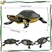 2 Pieces Plastic Turtles Brazilian Turtle Red-Eared Slider Turtle Figures Fun Toys Ponds and Aquarium Decorations Educational Toys for Boy Girl