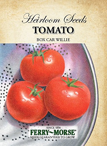 Ferry-morse heirloom tomato box car willie seeds