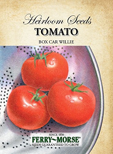 Ferry-Morse Heirloom Tomato Box Car Willie Seeds